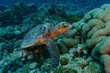 Hawksbill sea turtle feeding on corals. Red sea, Aqaba, Jordan.