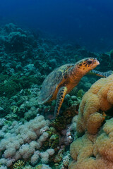 Hawksbill sea turtle feeding on corals. Red sea, Aqaba, Jordan.