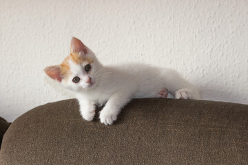 Curiosity white little kitten with red head sitting on top of a sofa cushion and looking at camera. Adoption concept.