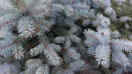А fragment of the tops of a blue spruce. View from above. Creative background for christmas