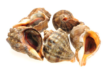 live conch on white background