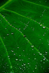 leaf with drops