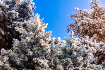 Snow-covered branches of spruce in the winter forest
