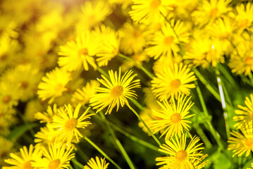 Fototapeta premium Yellow daisies grow in the meadow in summer