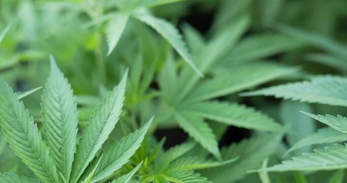 Handheld panning Close up shot, cannabis or Marijuana leave moving with the wind and sunlight, Shallow depth of field and blurred background.