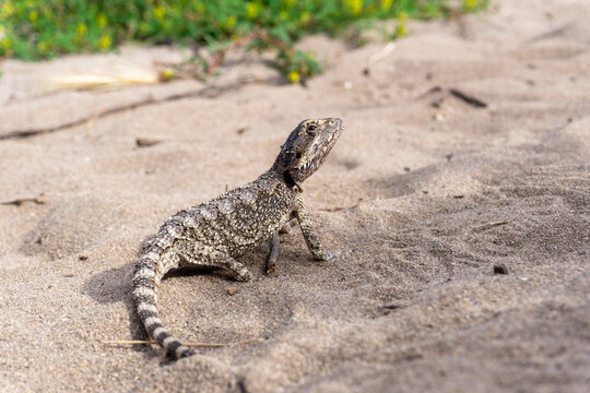 Dwarf Bearded Dragon or Western Bearded Dragon sitting on sand along Cape to Cape track in Western Australia. 