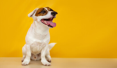 portrait cute small jack russel terrier dog
