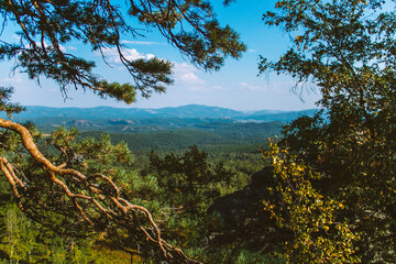 pine tree on the mountain