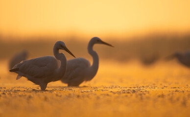 Great Egrets fishing in Morning 