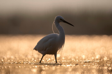 Little Egret in backlit