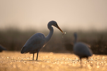 Great Egret with Fish in backlit