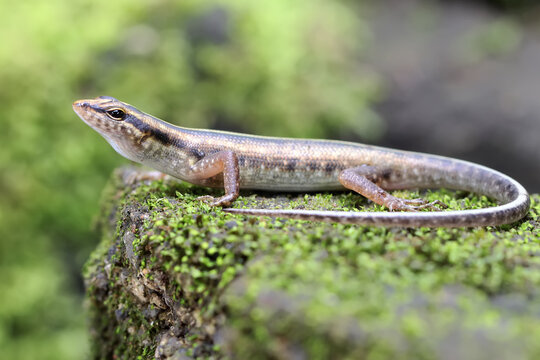 A yellow lined skink is looking for prey in a bush. This reptile has the scientific name Sphenomorphus sanctus.