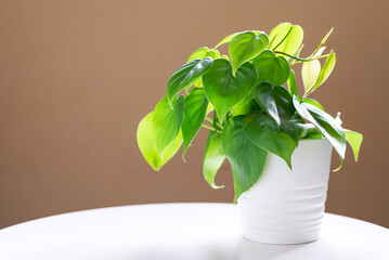 house plant heart leaf Philodendron vine in white ceramic pot on white table.