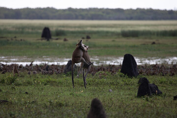 Agile wallabies (Macropus agilis) fighting near the wetlands of Kakadu, late afternoon, Northern Territory, Australia.