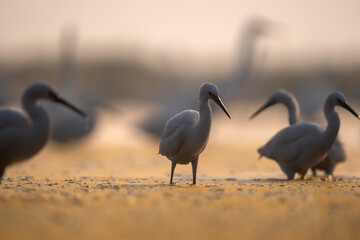 Flock of Little Egret fishing in Sunrise 