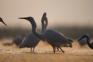 Obraz premium Flock of Egrets fishing 