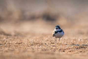 Little Ringed Plover