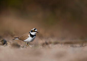 Little ringed plover standing near the riverbank 