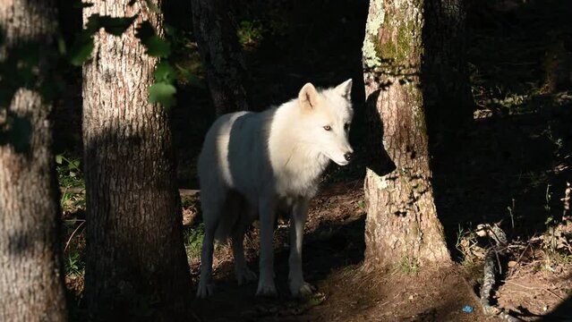 a white wolf looks around him during a sunrise, shadow of his head on a trunk, zoo