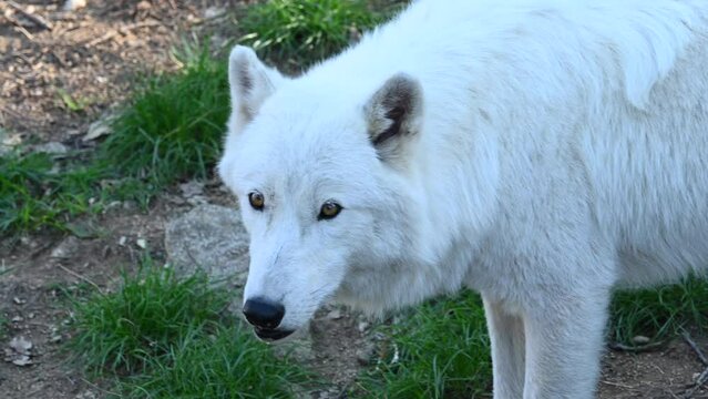 Close up, head of a wolf, looking around him in a forest, zoo park