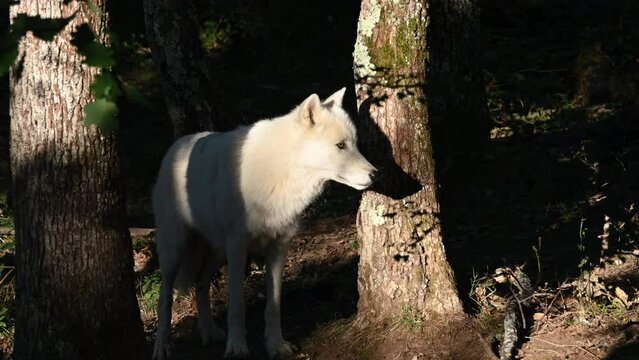 polar wolf, lit by warm rays during a sunrise, arctic mammal