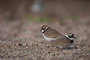 Little Ringed Plover