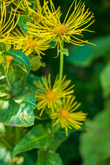 Medicinal plant Elecampane with yellow flowers