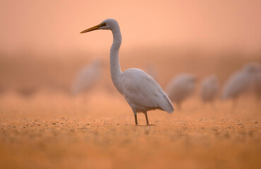 Great Egret in Beautiful Light of Morning