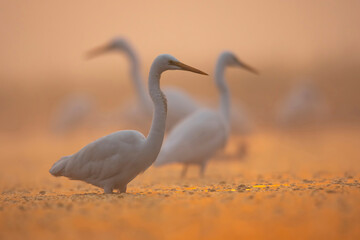 Flock of Egrets Fishing in Sunrise
