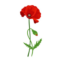 Red poppy flower vector illustration. Meadow flower, yellow dandelion isolated on white background