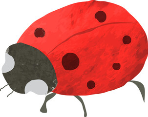 Watercolor ladybug illustration