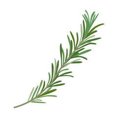 Rosemary herb and leaves vector illustration. Spicy herbal plants, parsley, rosemary, coriander, oregano, mint on white background