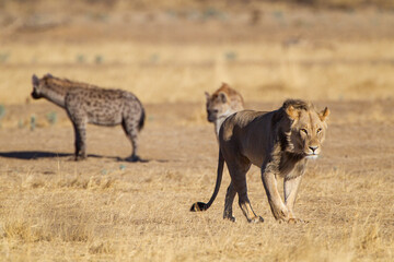 Fototapeta na wymiar Spotted Hyena chase off Lions at a waterhole in the Kgalagadi in South Africa