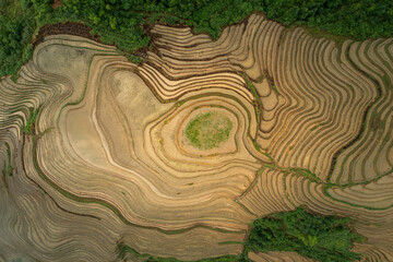Drone View Above Giant Rice FIelds in, China