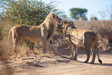 Young black-maned lions at a water hole in the Kalahari in South Africa	