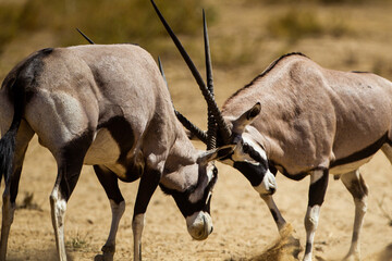 Gemsbok males fighting over a female at a waterhole in the Kgalagadi, South Africa