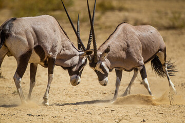 Gemsbok males fighting over a female at a waterhole in the Kgalagadi, South Africa