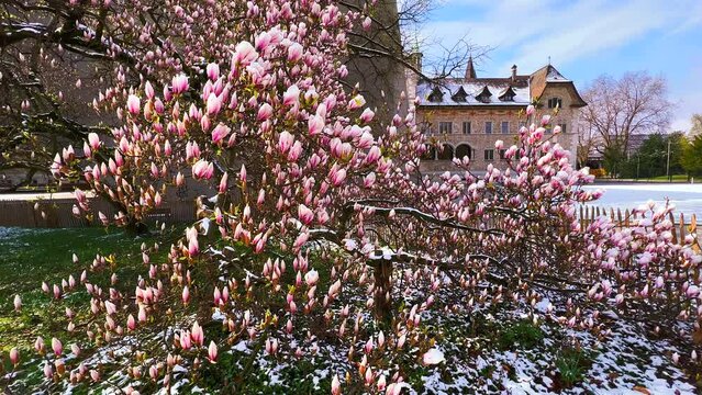 Blooming magnolia liliiflora in snowy Park Platzspitz, Zurich, Switzerland