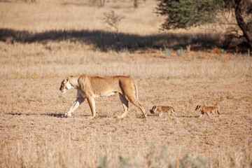 Lioness struggles to keep her lion cubs under control in the Kgalagadi Park, South Africa