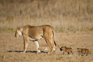 Lioness struggles to keep her lion cubs under control in the Kgalagadi Park, South Africa