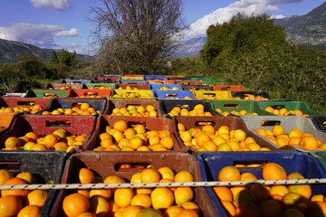 Fresh Juicy Natural Mandarins Farming And Harvesting