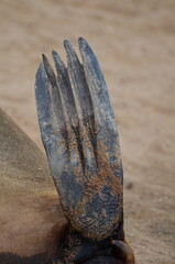 cape cross Seal Finn Foot reserve Namibia Africa 