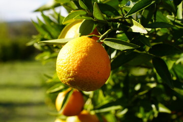 Tangerine Tree Garden. Fresh Juicy Natural Mandarins Farming And Harvesting
