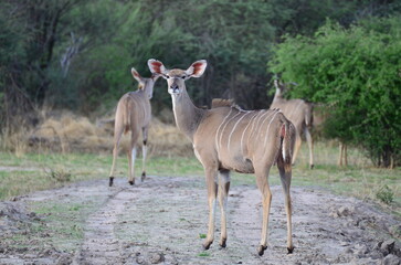 Naklejka na ściany i meble Wild herd of Kudu in Namibia savannah Africa