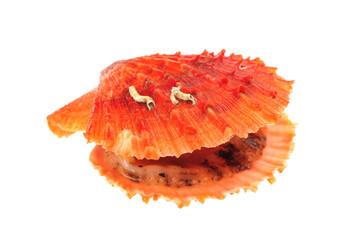 Raw scallop on white background
