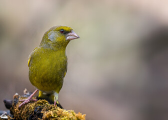 european greenfinch