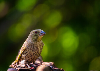 european greenfinch