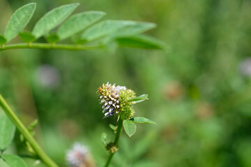 Liquorice pink flower