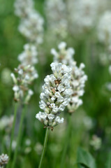 Common lavender white flowers