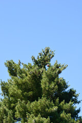 Black pine tree top